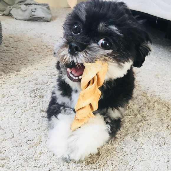 Meet your Posher, Maya - Picture 2 of 2